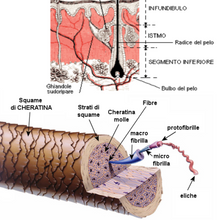 Carica l'immagine nel visualizzatore di Gallery, Corso expert | Esperto in diagnosi e consulenza di cute e capelli